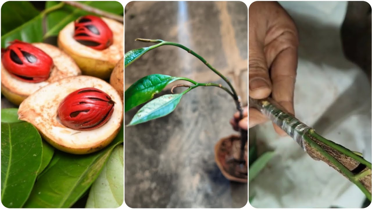 Nutmeg grafting technique 