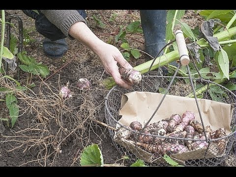 Harvesting Jerusalem artichokes