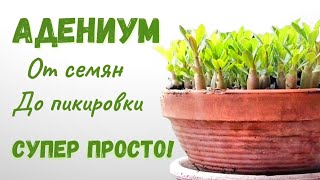 Как вырастить Адениум из семян? Очень Просто!💥💯 мой опыт