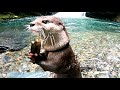Even deep in the mountains, if there is a river, otters will jump into it. [Otter life Day 570]