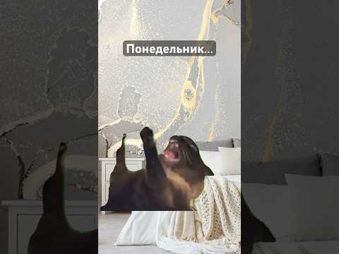 С началом новой недели, друзья ☀️ #memes #funnyvideo #trendingshorts