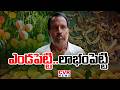 ఎండ పెట్టి..లాభం పెట్టి | Chittoor District Farmers Profits With Solar Dehydration Unit | CVR News