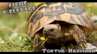 Tortue hermann / Elevage -  Renseignements - Maintien de A à Z