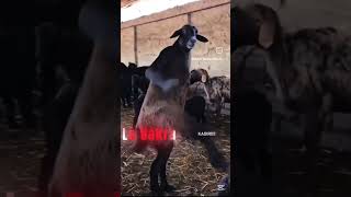 Bakry ny chutti taiz krty Howe dekh liya🤫#subscribe #trendingshorts #viral