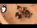 Siberian Husky Puppy First Bath: 5 Weeks Old (2017)