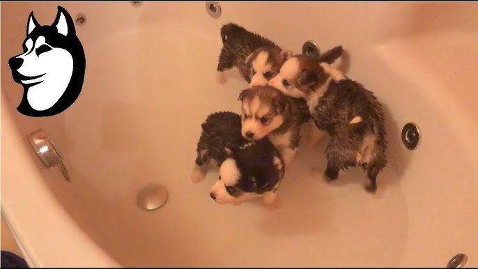 can 5 week old husky be bathed