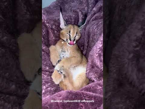 Video: Caracal-katter er dyktige rovdyr