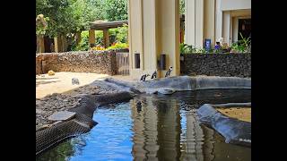 Hyatt Regency Maui Resort and Spa Review
