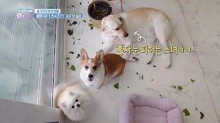 Dogs Reacting Differently to the Owners Scolding #GIRLSPLANET