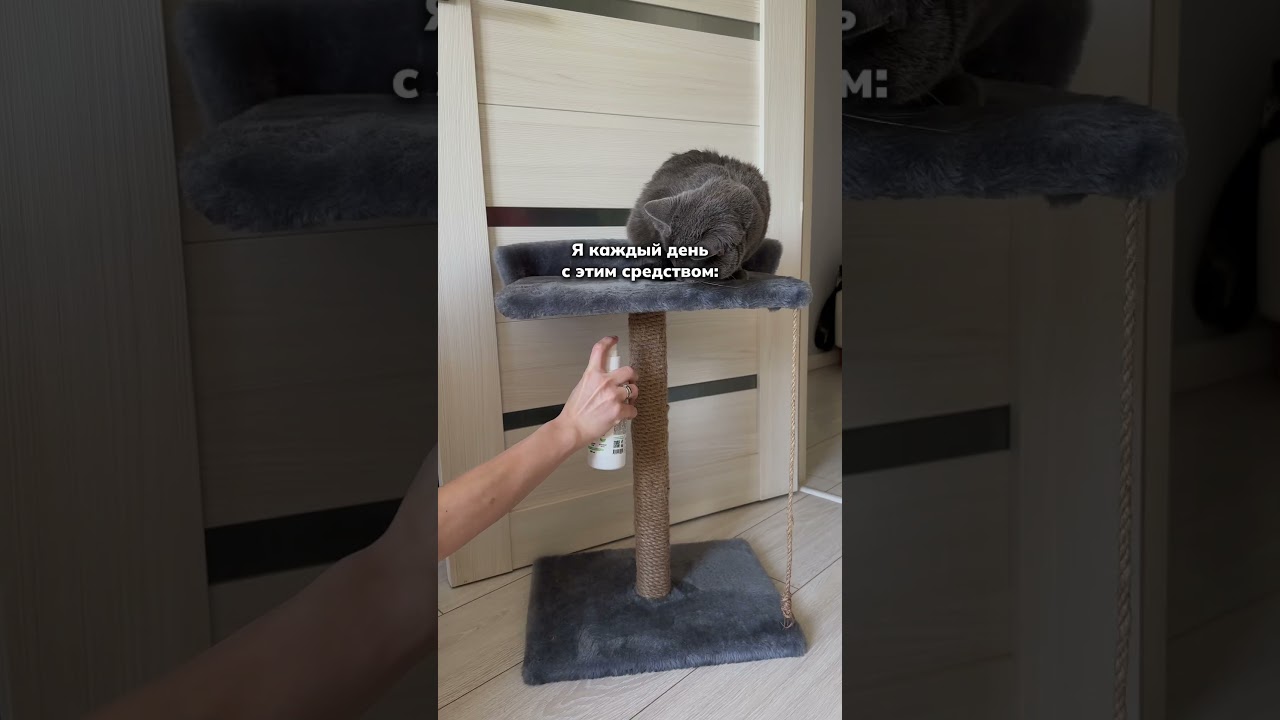 Что делать, когда дома живет кошка? Приучение к когтеточке: WB 271212409