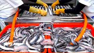 The whole Process of Production of Grilled Eel | Taiwanese food