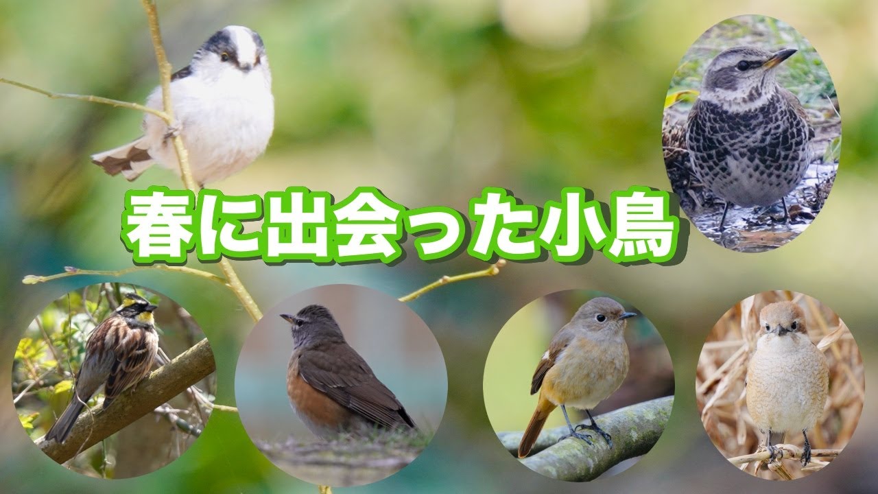 春に出会った小鳥たち！可愛いエナガが飛び回っています。 - YouTube
