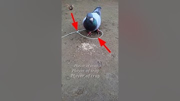 pigeon trap | creative bird trap | bird trap #shorts