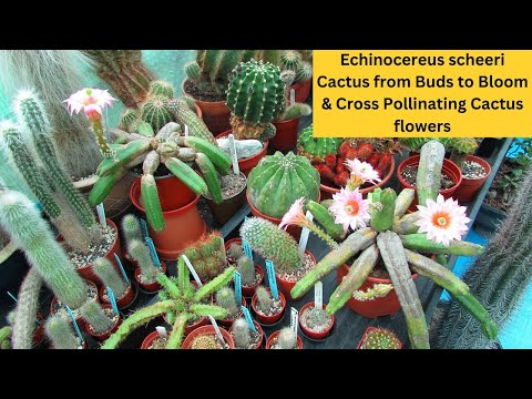 ቪዲዮ: Echinocereus Cacti በማደግ ላይ፡ የ Echinocereus ተክል ዝርያዎችን እንዴት እንደሚያሳድጉ ይወቁ