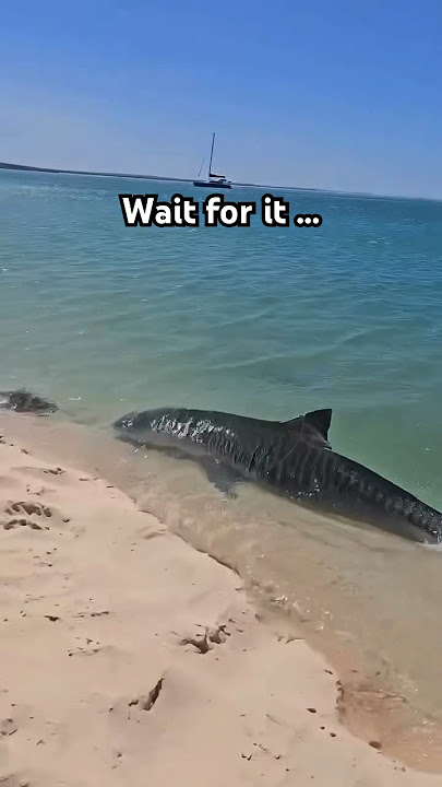Watch your toes!! 🦈🐅🤯A tiger shark was spotted ON the shore. Captured by Ruthy Roo #shark #nature