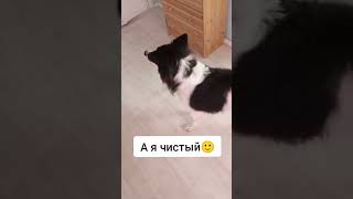 Радостный Джекjoyful Jack