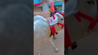 Alwida Alwida Song #cow #mandi #jago #sad #moments
