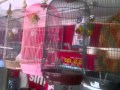 Harga Burung Lovebird Murah Jakarta