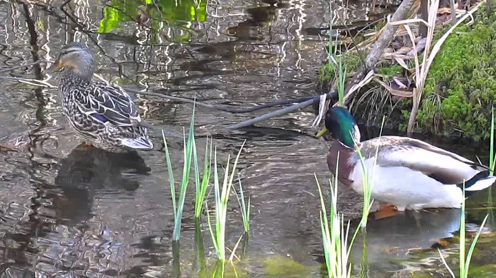 Our Mallard Neighbors