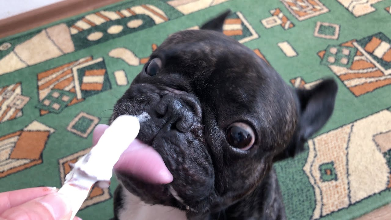 French bulldog eating ice cream YouTube