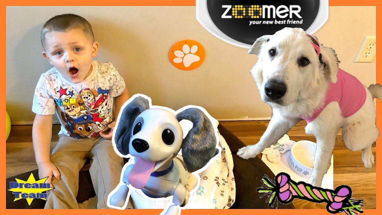 Zoomer Playful Pup, Paw Patrols Skye In Real Life Has A Puppy!The Toy Carnivals Crazy Carni