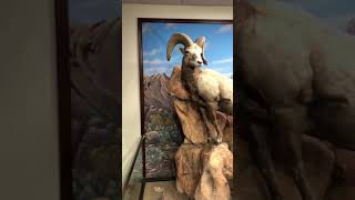 Nevada bighorn sheep