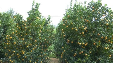 Người trồng quất cảnh ở Hội An phấn khởi được mùa, được giá