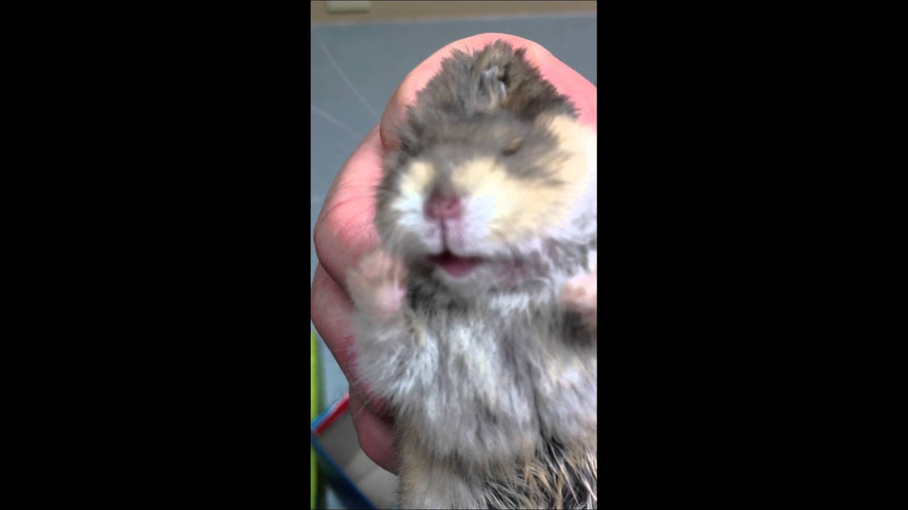 Hamsters Penis 66