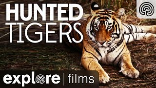 Hunted Tigers | Explore Films