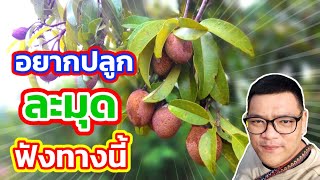 วิธีเลือกต้นพันธุ์ ละมุด พร้อมปลูก 5 ข้อสังเกต ต้นพันธ์ละมุด | ไร่คำกวี เกษตรอินทรีย์ วิถีพึ่งตนเอง