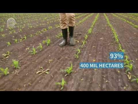 Plantio de soja no Paraná atinge 79% da área, diz Deral  Canal Rural