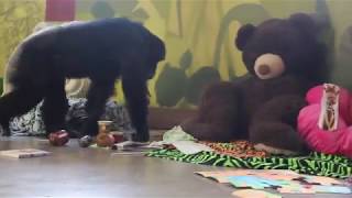 Rescued chimpanzees play with giant stuffed animals