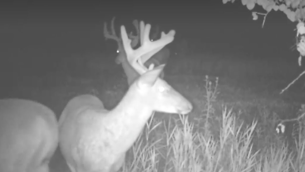 Potter County, Pa Trail Cams Summer 2023 YouTube