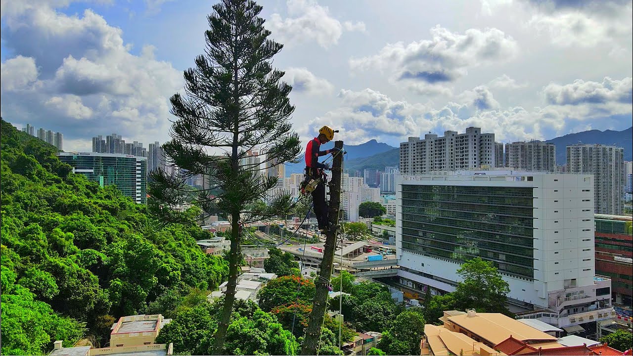 [ Hong Kong Tree Work 香港攀樹工作 ] Over 30 meters Drone Shot 30米高 航拍片 ...