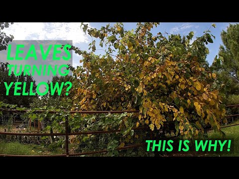 वीडियो: फलहीन शहतूत पर पीली पत्तियों के कारण