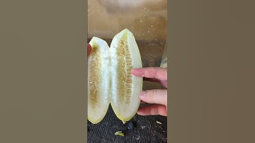 Cucumber Seed Harvest: Do