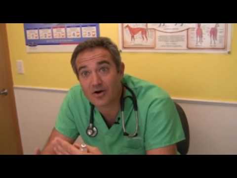 Dog Cancer Surgery Tips Flash