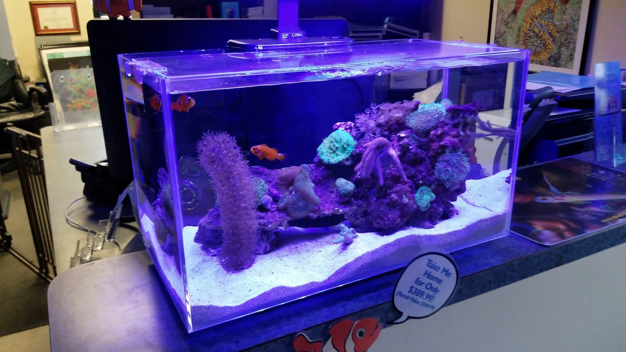 camera iphone 8 plus apk Easy to Keep Reef Aquariums at Pacific East Aquaculture--FOLLOW UP