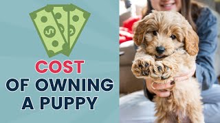 How Much Does it Cost to Own a Puppy?