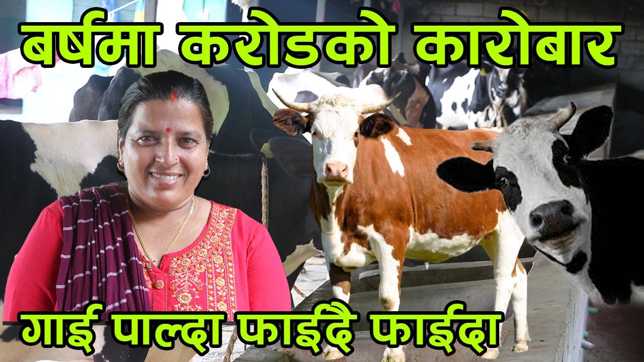 १ बर्षमै १ करोड बढीको दुध बेच्न सफल ! यसरी गाई पाल्दा भईन्छ मालामाल │Nepal Chitra