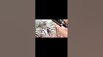 Ai দিয়ে মানুষকে কোন পথে নিয়ে যাবে? 😲 Video Call এ সাথে কথা বলুন! 🤖 AI Explained 🌍 #shorts #ytshorts