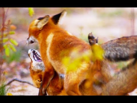 Драка лис или как кричат лисы | Film Studio Aves