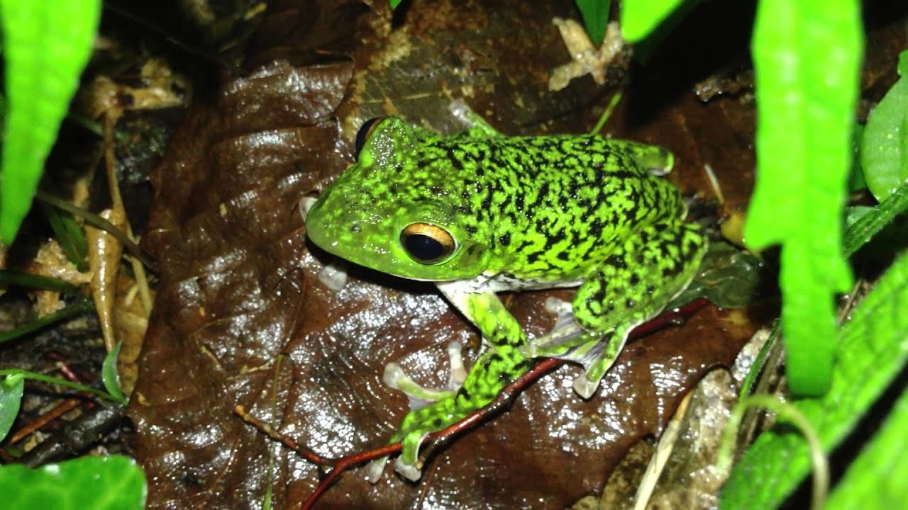 斑模様が綺麗なモリアオガエル Youtube