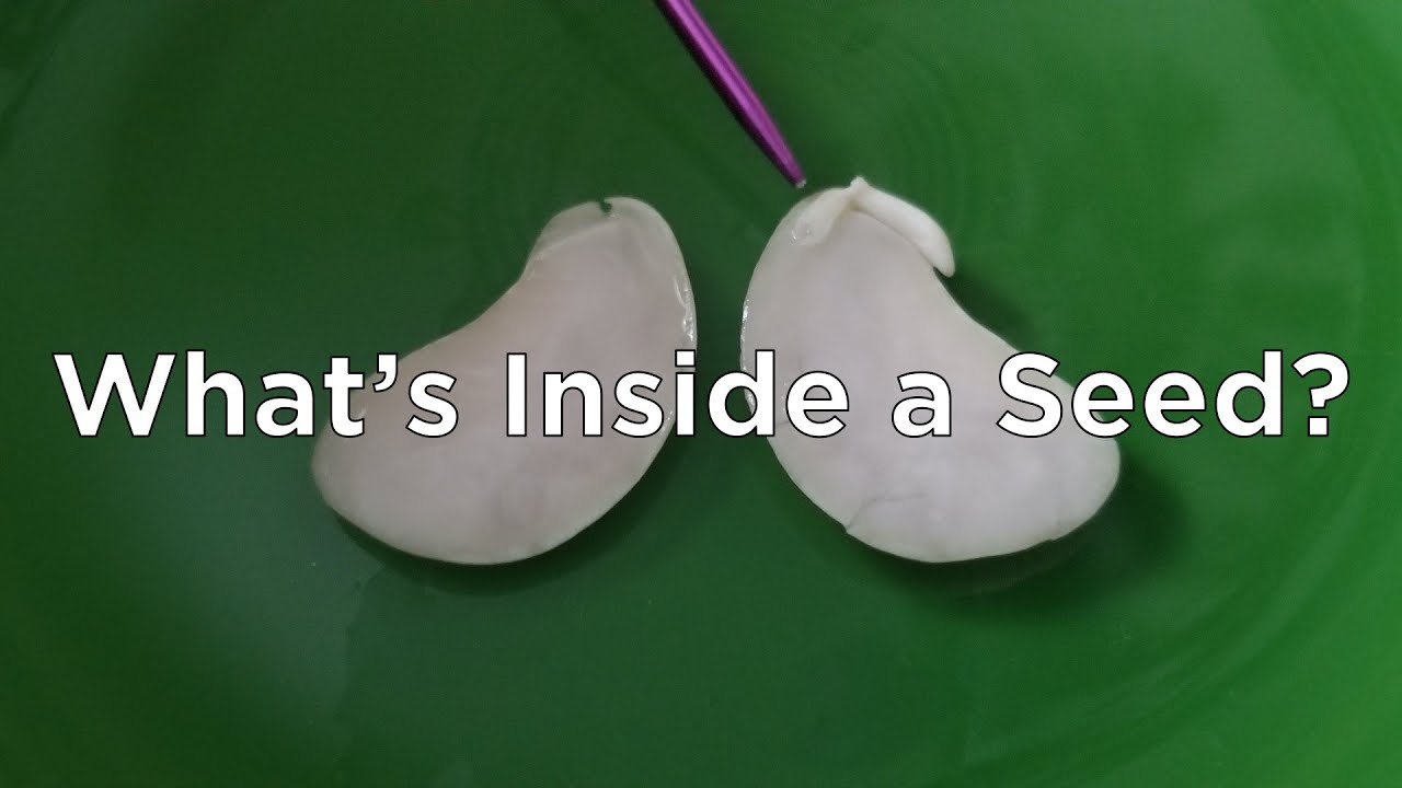 Look Inside a Seed at Home (PK - 2nd Grade) 