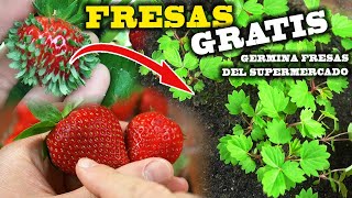 CIENTOS de FRESAS GRATIS! Germinar FRESAS o FRUTILLAS del supermercado