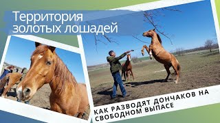«Территория Дончаков Гелиос»: как энтузиасты разводят донских лошадей на свободном выпасе