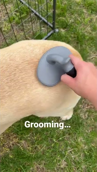 Tack up and ride with me and my “horse” 🐕🐎