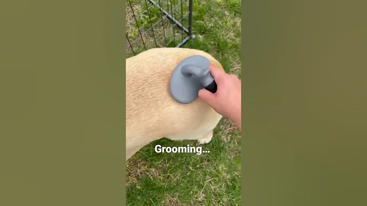 Tack up and ride with me and my “horse” 🐕🐎