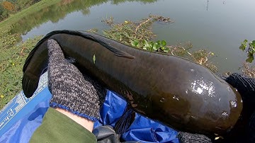 Hành trình săn cá lóc hugo tập 8