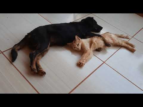 Vídeo: Mudança De Riscos De Rodenticida Para Cães E Gatos - Venenos De Ratos Em Gatos E Cães